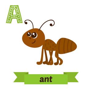 蚂蚁的英语