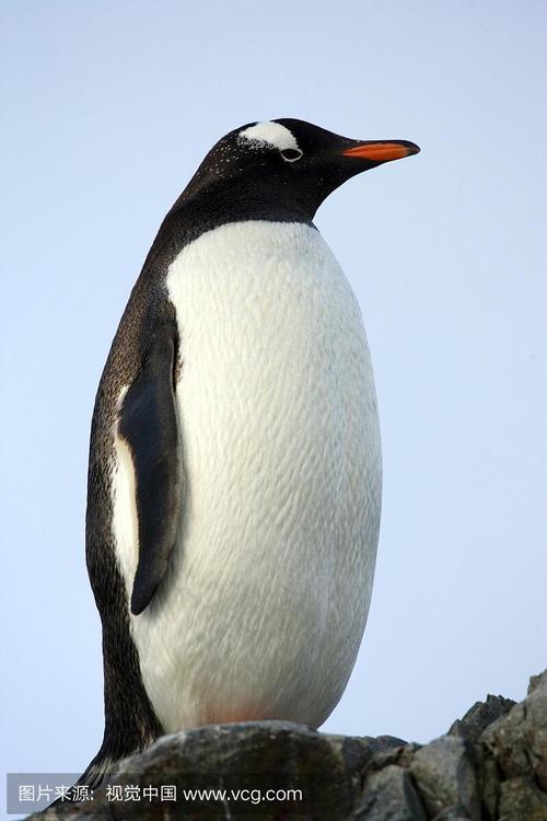 企鹅是什么动物的相关图片