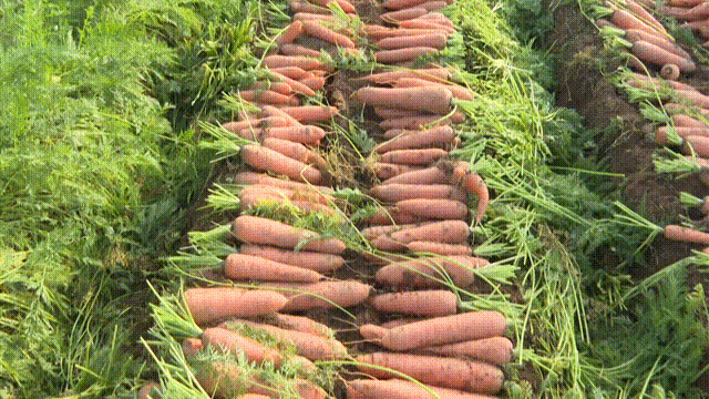 胡萝卜产地的相关图片