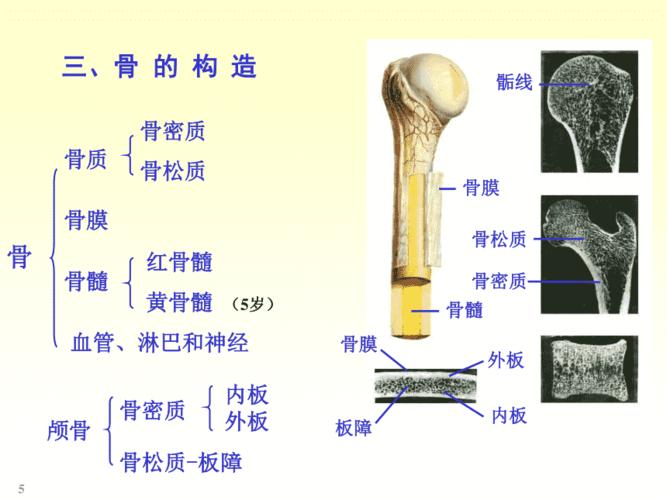 骨的部首和结构的相关图片