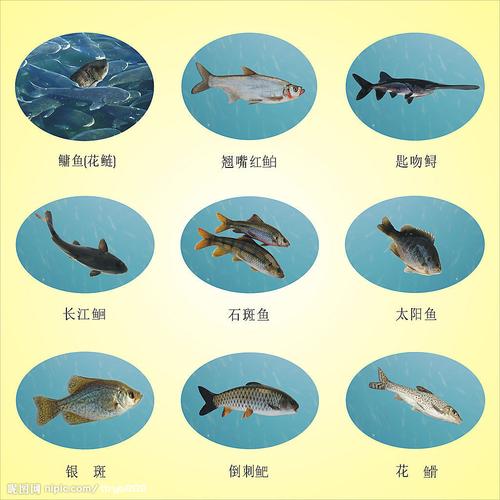 鱼类大全名称图片的相关图片